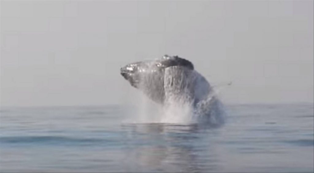 Rare footage shows 40 ton humpback whale leaping entirely out of the water